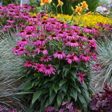 <p><span>Herbaceous perennial with coarse, dark green leaves and large, purple-pink flowers with a central cone. Used in gardens for its ornamental and medicinal properties.</span></p>