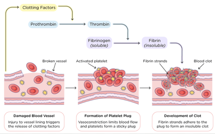<ul><li><p>Pathogens can enter via cuts, abrasions, or other breaches → Evade immune system + Establish infections</p><p></p></li></ul><p>Release of clotting factors from platelets causes a cascade of reactions </p><p>⇒ Rapid conversion of fibrinogen → fibrin by thrombin</p><p>⇒ Trapping of erythrocytes to form clot</p><ul><li><p>Damaged blood vessel cells release <strong>clotting factors</strong> → Stimulate platelets to stick to damaged area → Forms platelet plug + Cause <strong>prothrombin</strong> to change into active form → <strong>Thrombin</strong></p></li><li><p>Thrombin changes soluble <strong>fibrinogen</strong> → Insoluble <strong>fibrin</strong> protein</p></li><li><p>Fibrin fibres adhere to platelet plug + Form mesh which captures blood cells and platelets → Create a clot across wound site</p></li><li><p>In presence of air, clot dried to form scab → Shields healing tissues underneath + Stop blood leaking and entry of pathogen</p><p></p></li></ul><p>Note: Fibrinogen and prothrombin are present in blood plasma at all times</p>