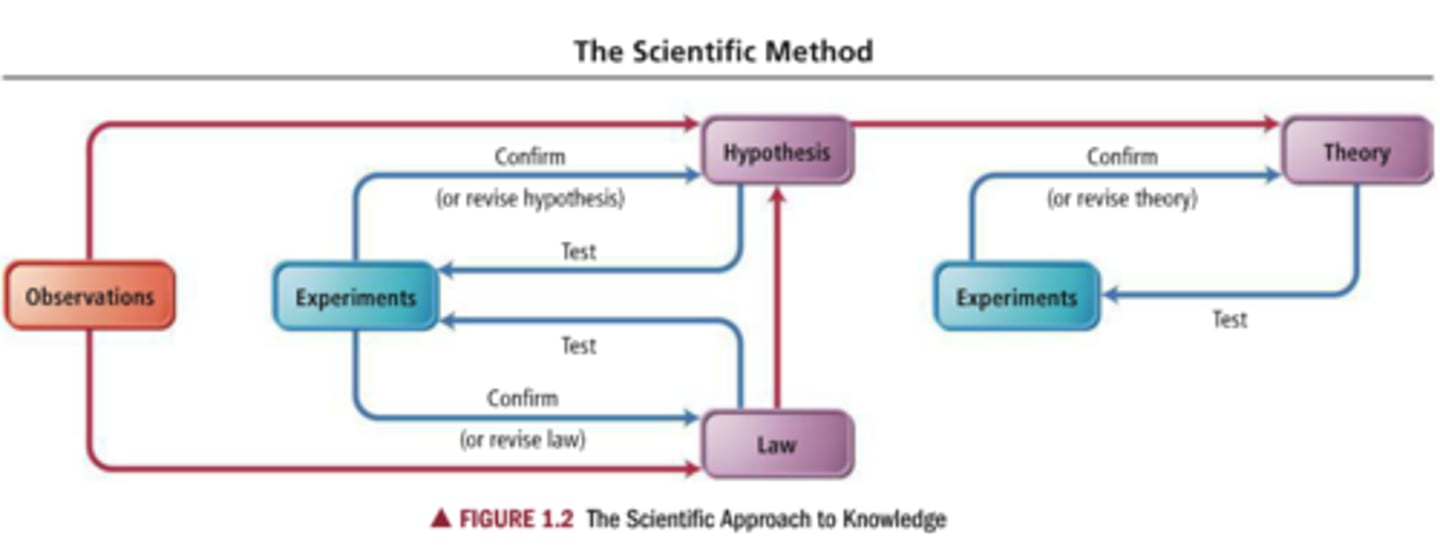 <p>observations are made and from those observations hypothesis and laws are made and then are retested by experiments and may be revised, and if enough hypothesis become well established they can form a theory which is then retested and if needed revised</p>