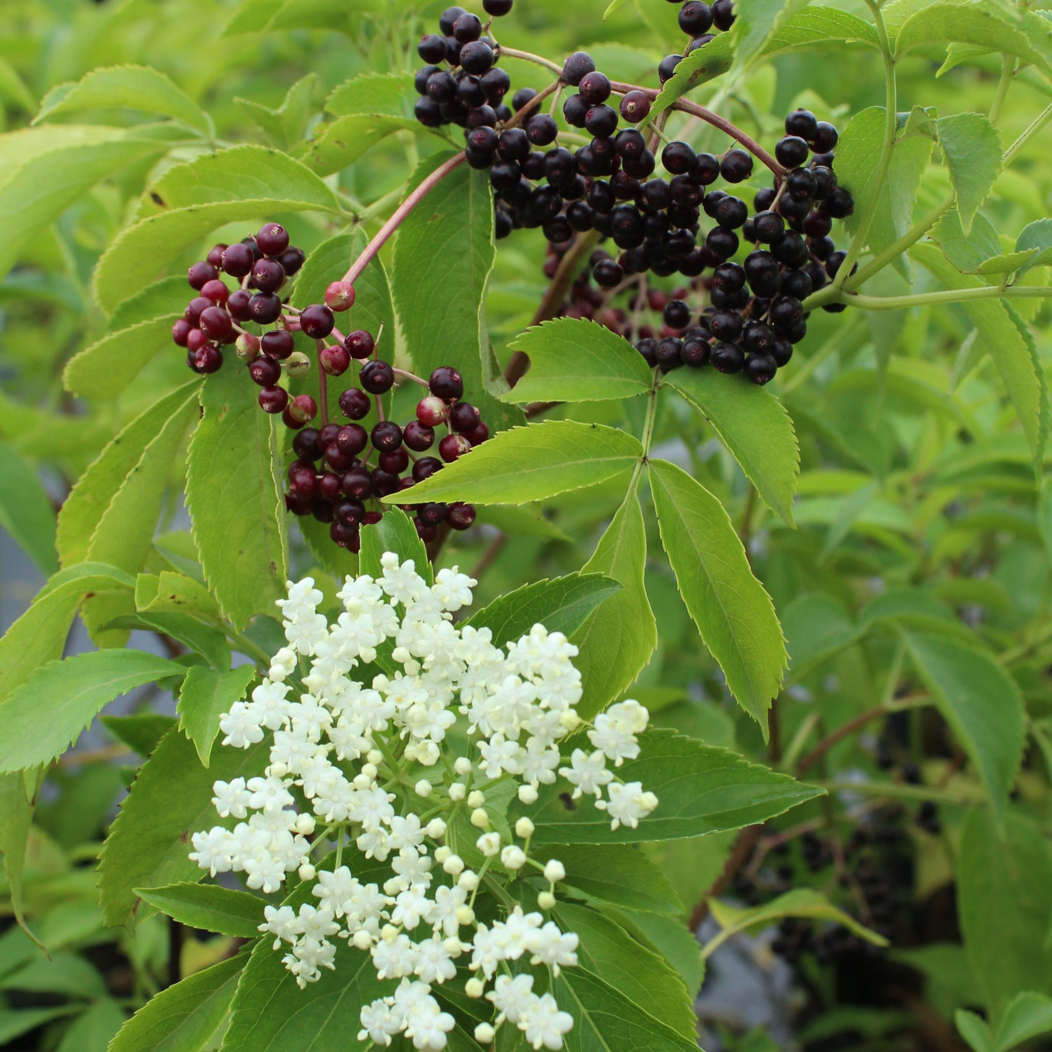 <p>elderberry,  Sambucus canadensis (Caprifoliaceae)</p>