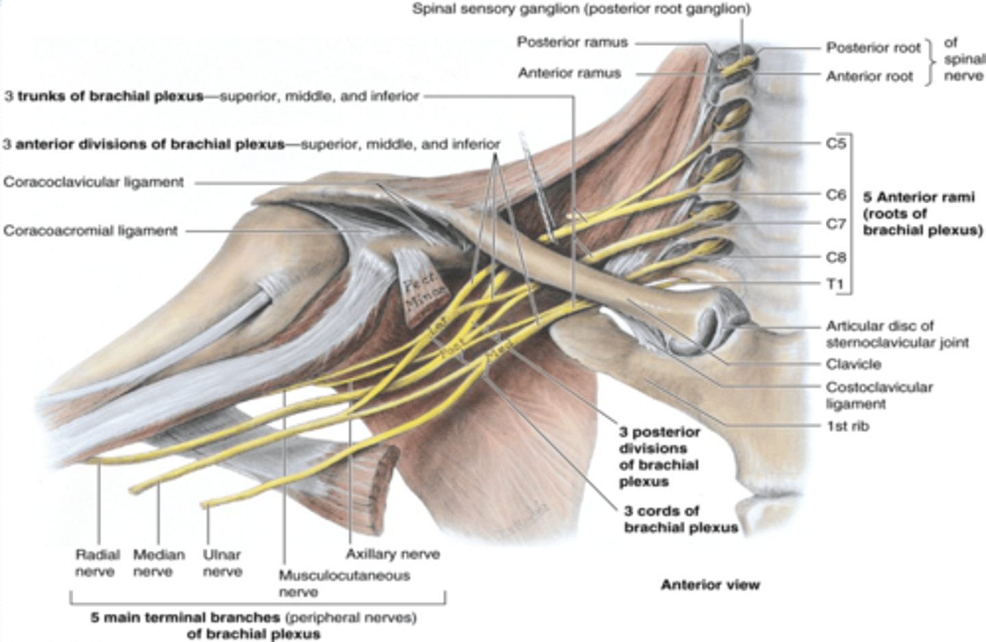 <p>•It is the network of nerves that innervates most of the UL</p>