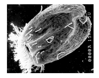 <p><strong><u>L vs D Amino Acids </u></strong></p><p>______</p><ul><li><p>Amino Acids that <span style="color: red;"><strong>are not commonly seen in animal or plant protein. </strong></span></p></li><li><p>May come from <strong>microbial population</strong> → <strong>are of microbial origin</strong> (produced during <span style="color: green;"><strong>microbial protein synthesis in the GIT</strong></span>) </p></li></ul><p></p>