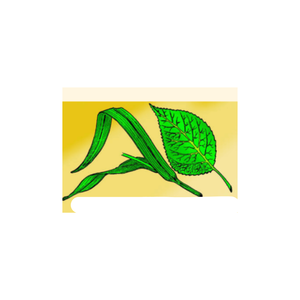 <p>What is the leaf venation and plant type of the leaf on the right?</p>