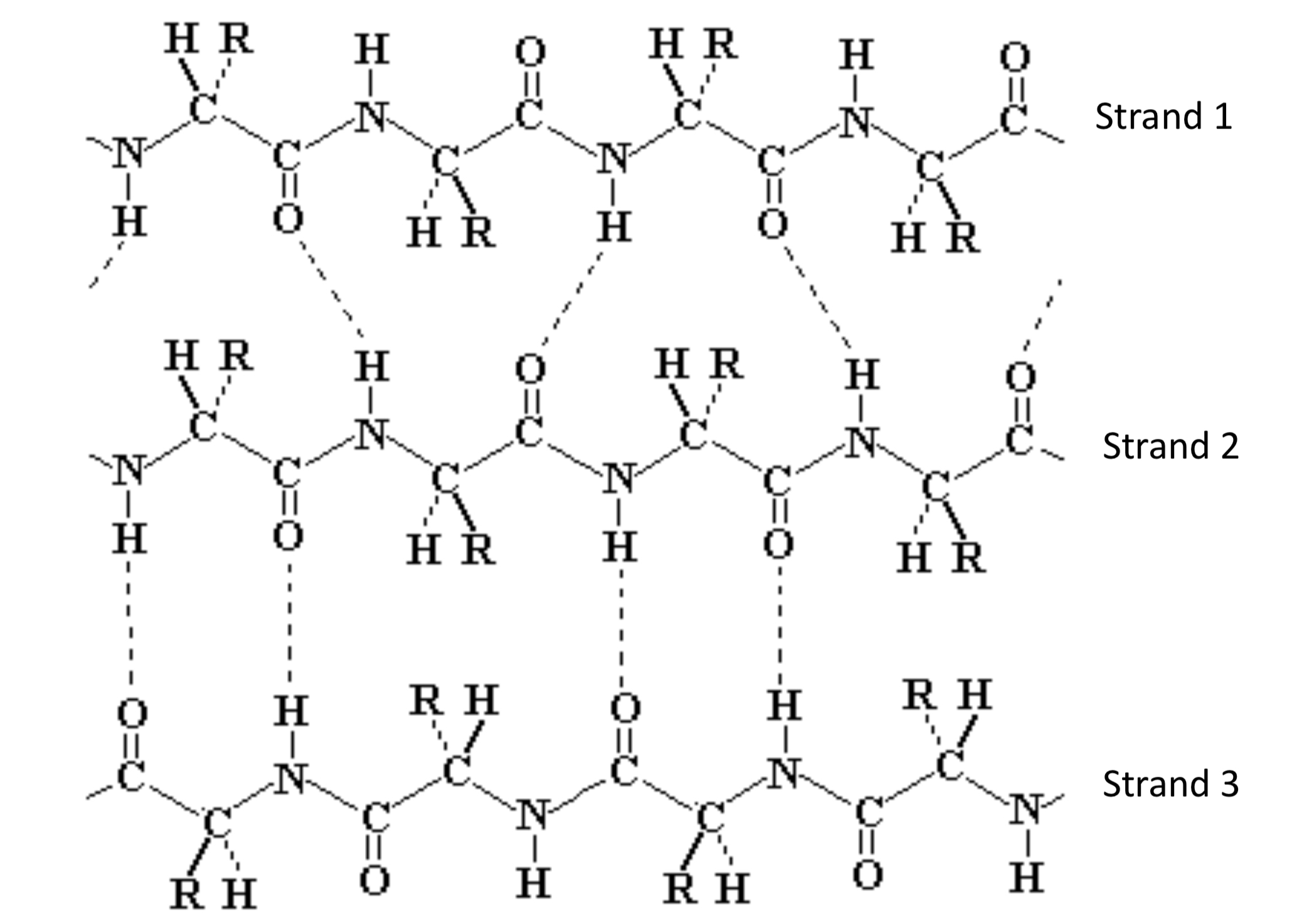 Which one of the following statements about the Beta-sheet shown below is CORRECT?

* The N-terminal to C-terminal direction of strand 3 is right to left.
* Hydrogen bonds form between carbonyl oxygen and amino hydrogens on the same strand.
* Strands 1 and 2 are antiparallel to each other  
* The amino acid side chains are buried in between the strands. 