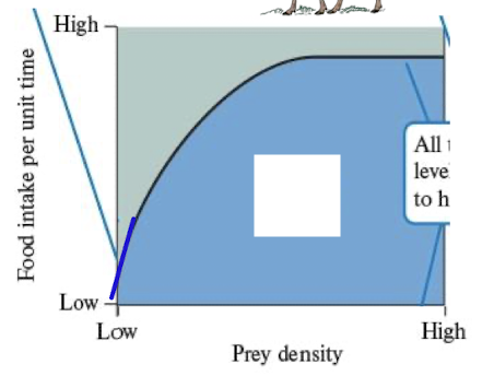 <p>feeding rate increases linearly at low food density and slows through moderate and levels off</p><p>limited. by searching for food as well as handling times at low density</p><p>ex moose, wolves, bears, parasitoid wasps</p>