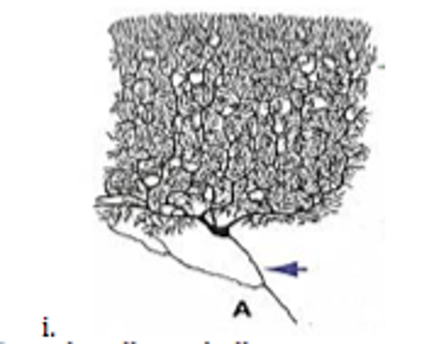 <p>Cerebellum</p>