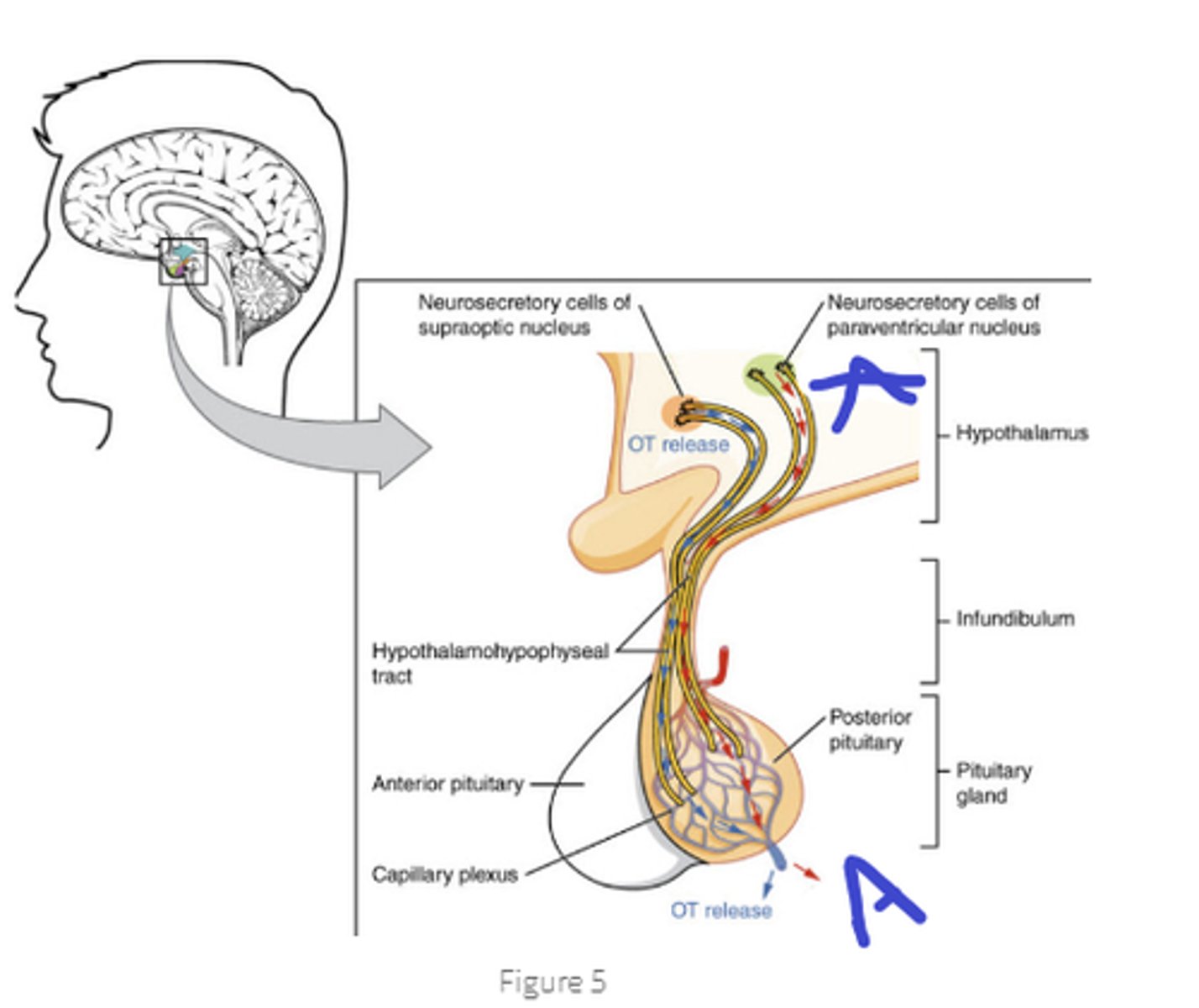 <p>what is the hypothalamus releasing to the posterior pituitary, what kind of signal.</p><p>What does the pituitary do with this signal</p>