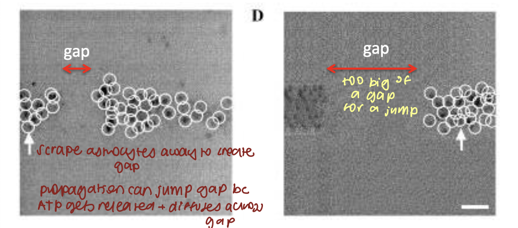 <ul><li><p>gap jumping</p></li><li><p>astrocytes releasing diffusible messenger (ATP)</p></li><li><p>large gaps cannot be jumped → not enough ATP</p></li></ul><p></p>