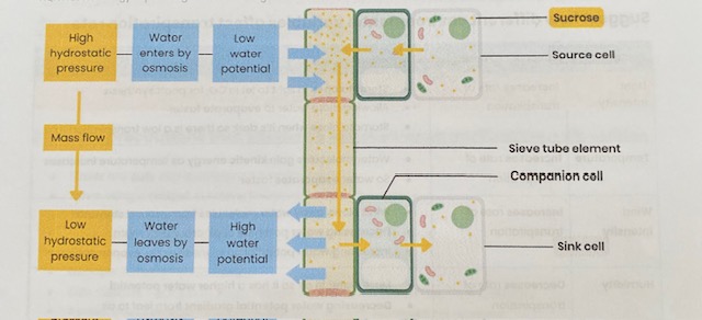 <ol><li><p>At source, <strong>sucrose</strong> is <strong>actively transported</strong> into <strong>phloem </strong>sieve tubes/ cells </p></li><li><p>By <strong>companion cells </strong></p></li><li><p>This <strong>lowers water potential</strong> in sieve tubes so water <strong>enters</strong> (from xylem) by <strong>osmosis</strong></p></li><li><p>This <strong>increases hydrostatic pressure</strong> in sieve tubes (at source)/ creates a hydrostatic <strong>pressure gradient </strong></p></li><li><p>So <strong>mass flow </strong>occurs- movement from <strong>source to sink</strong></p></li><li><p>At sink, sucrose is <strong>removed </strong>by <strong>active transport</strong> to be used by <strong>respiring cells</strong> or stored in <strong>storage organs </strong></p></li></ol><p></p>