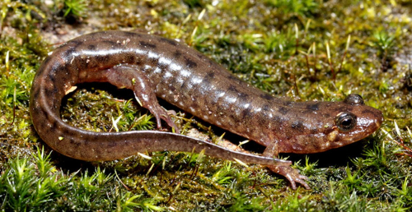 <p>Desmognathus fuscus</p>