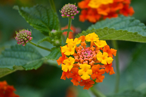 <p>Texas Lantana (Verbenaceae)</p>