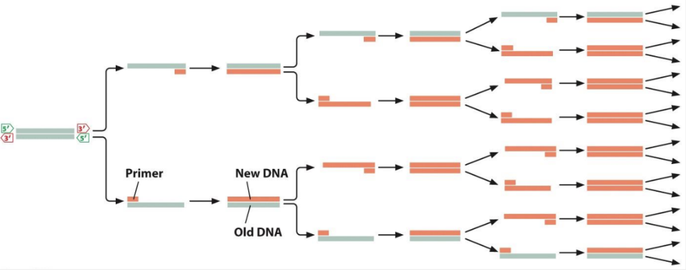 <ol><li><p>denaturation of DNA into single strands</p></li><li><p>hybridization of primers to their complementary sequence</p></li><li><p>DNA synthesis</p></li></ol><p>amount of DNA is doubled with each cycle</p><p></p>