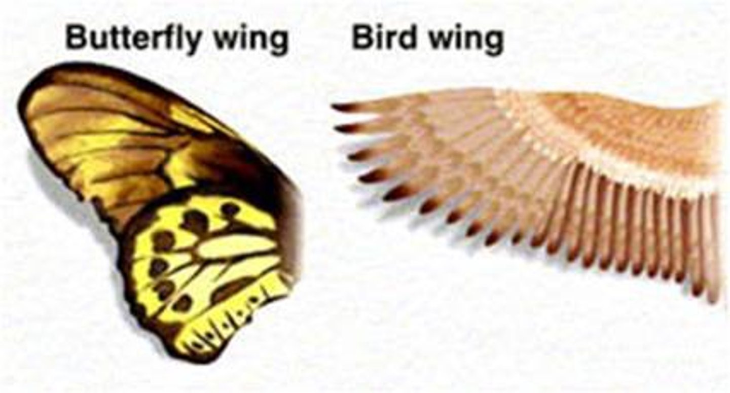 <p>Traits in different and unrelated species that have similar functions but have evolved independently due to similar selection pressures. For example, wings in birds and insects.</p>