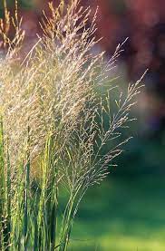 Switchgrass