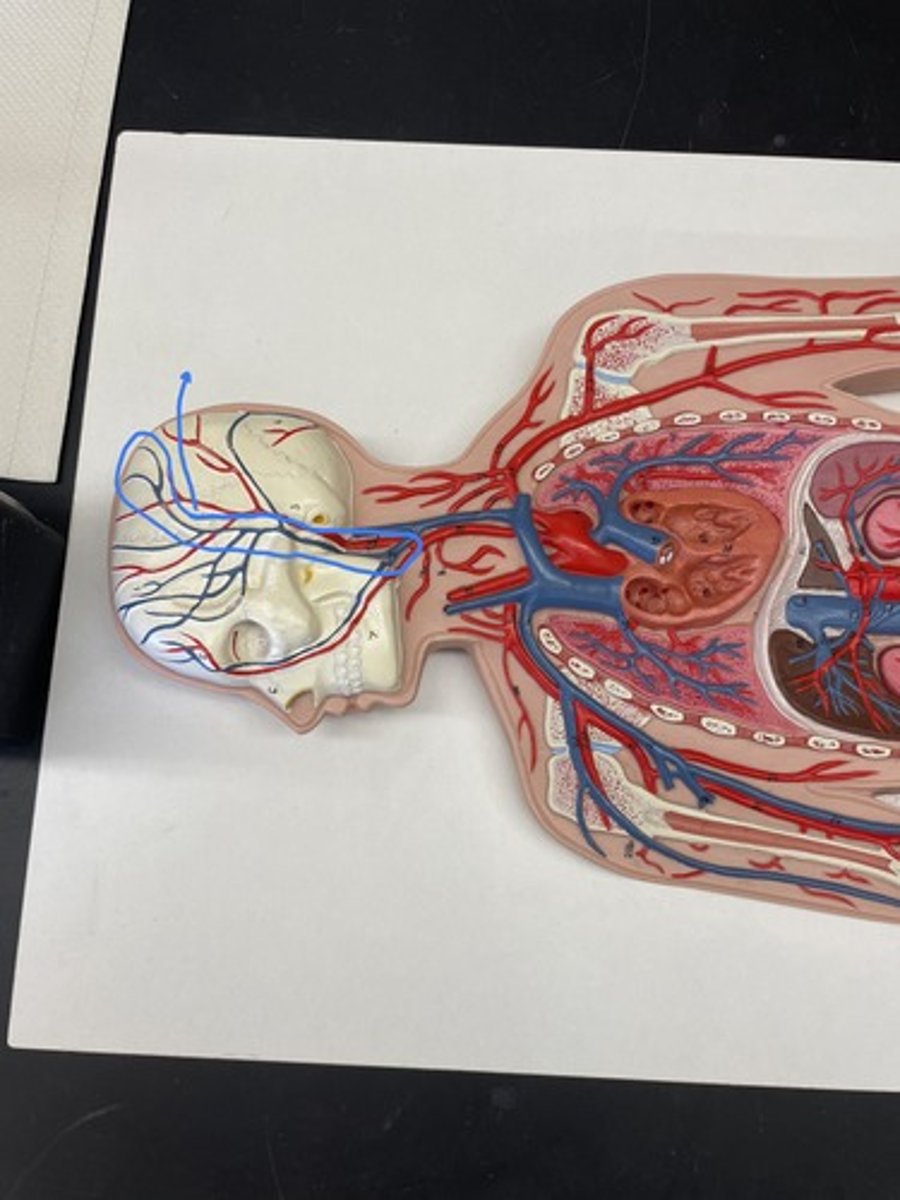 <p>drains areas supplied by maxillary and superficial temporal arteries.</p>