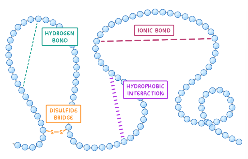 <p>Tertiary structure is when polypeptide chains fold further to create complex 3D structures. Held together with hydrogen bonds, ionic bonds (between R groups), disulphide bridges (very strong), and Van der Waal forces (hydrophobic and hydrophilic interactions between polar and non polar R groups).</p>