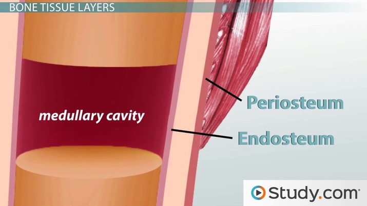 lines the medullary cavity