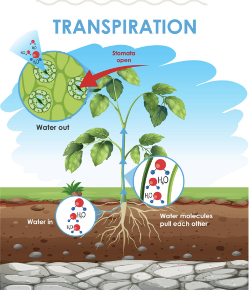 <p>Process plants use to draw groundwater from roots up to their leaves</p><ul><li><p>Leaf openings called stomata open, allowing water to evaporate into atmosphere from leaf</p></li><li><p>Movement of H<sub>2</sub>O out of lead creates low H<sub>2</sub>O potential in leaf, putting H<sub>2</sub>O up from roots</p></li></ul><p></p>