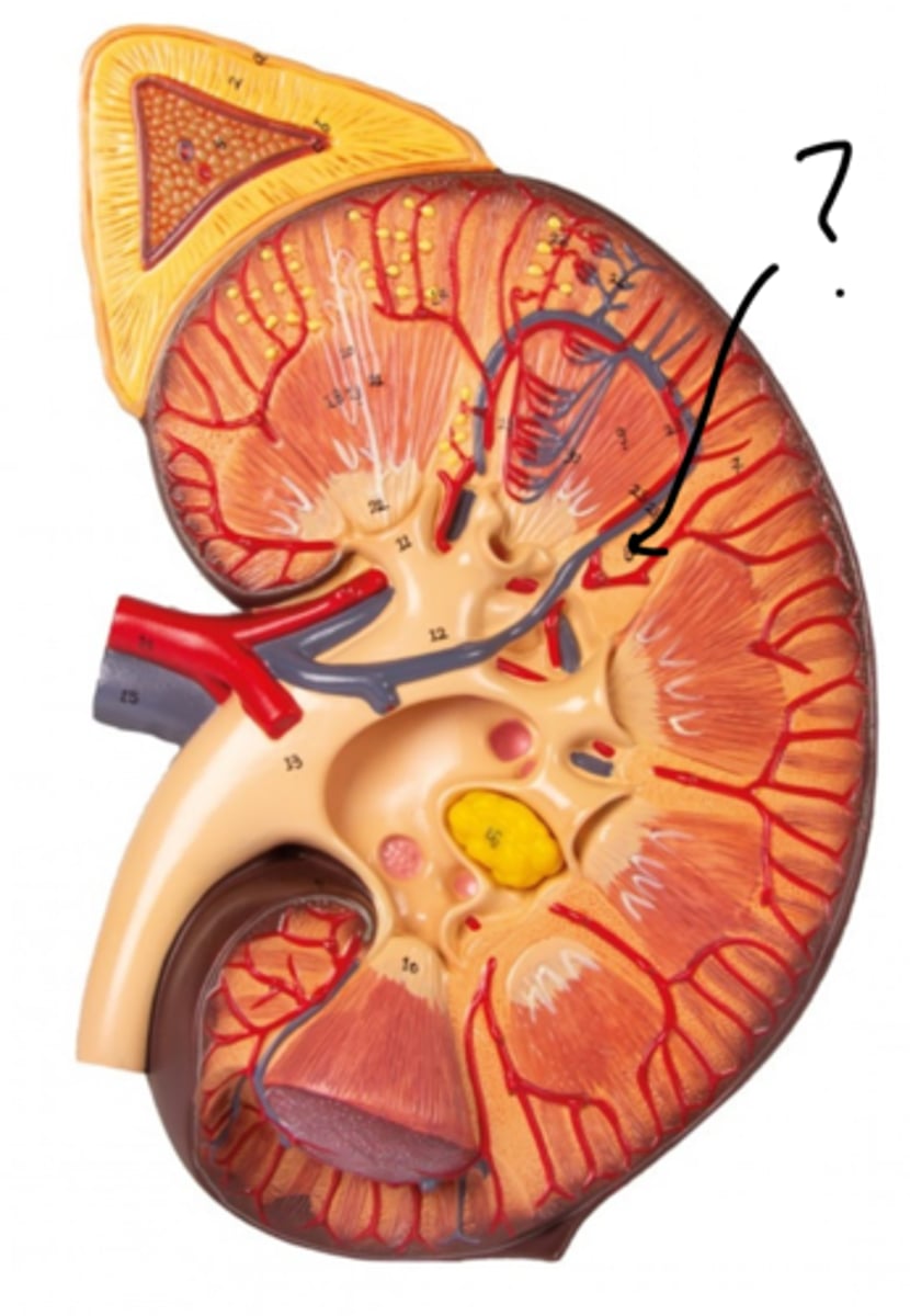 <p>Name this structure (hint: area between pyramids)</p>