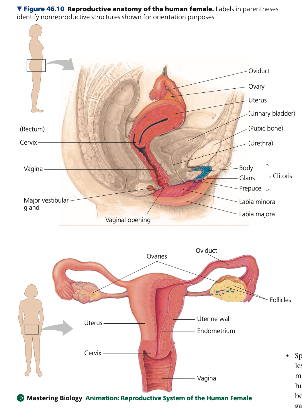 a. Ovaries

b. Oviducts & Uterus

c. Vagina & Vulva

d. Mammary glands
