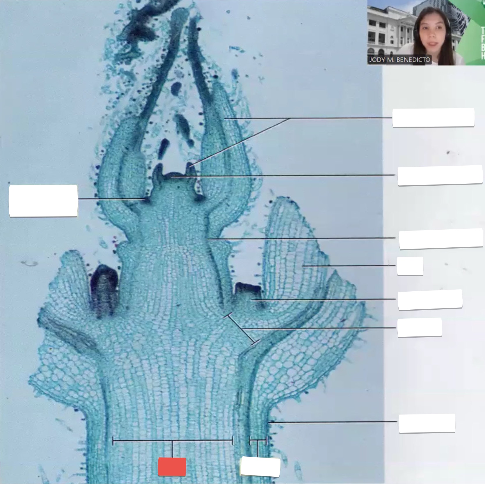 <p>identify the part in red</p>