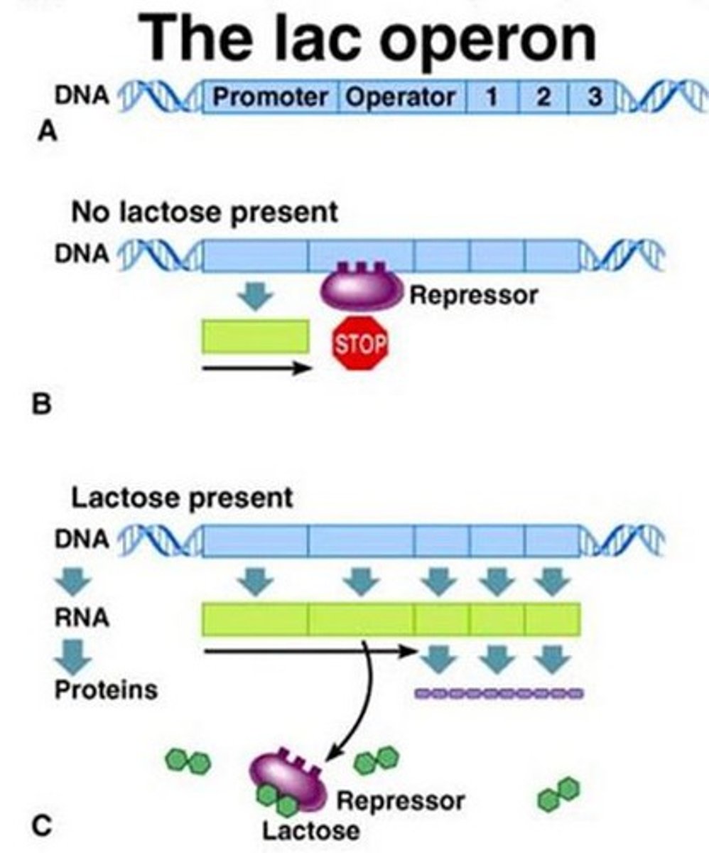 <p>only in prokaryotes like E. coli</p><p>Jacob-Monod model- describes lac operon</p><p>promoter (binds activator) -> operator (binds repressor) -> lac genes, trigger metabolism of lactose</p><p>lactose absent- repressor binds</p><p>lactose present- repressor leaves</p><p>glucose absent- activator binds</p><p>glucose present- activator leaves</p><p>lac operon only runs when lactose present and glucose absent</p>