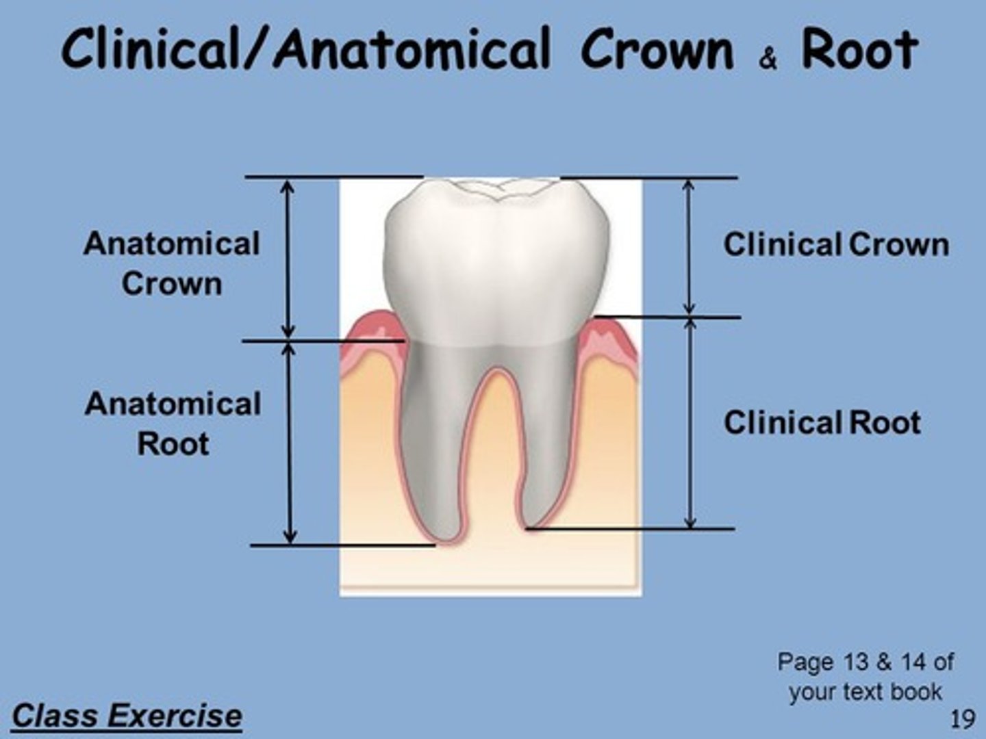 <p>-amount of tooth embedded in the alveolar bone</p><p>may change over time due to gingival level or eruption</p>