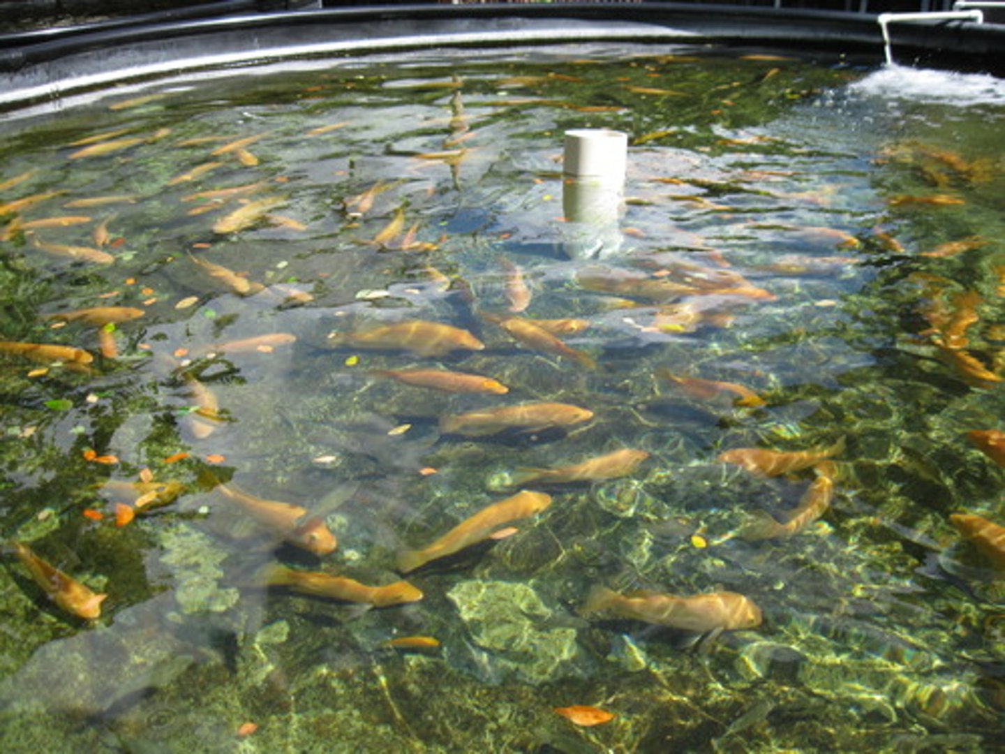 <p>"Fish Farming" has expanded because it is highly efficient, requires only small areas of water, and requires little fuel. But it can contaminate wastewater, and increases in disease incidences, which can be transmitted to wild fish.</p>