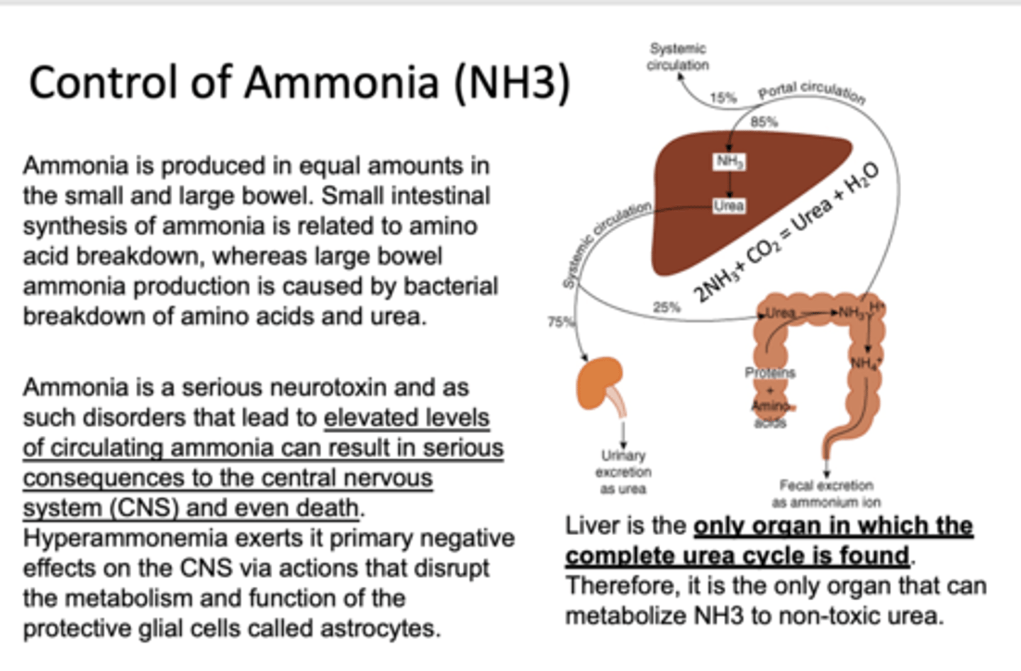 <p>Hyperammonemia</p>