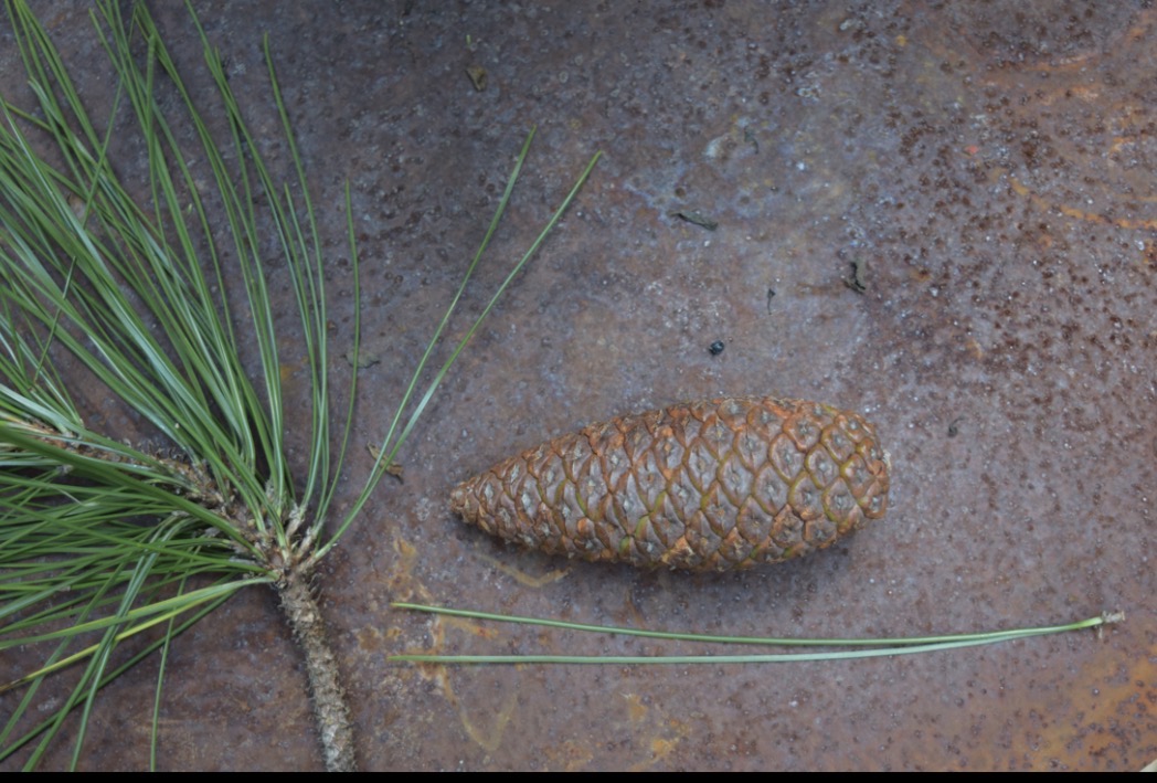 <p>slash pine </p>