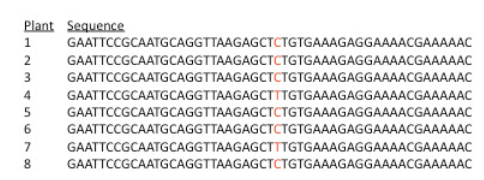 <p>The red-colored C/T position near the center of this sequence alignment represents a(n) _____.</p><p><br></p>