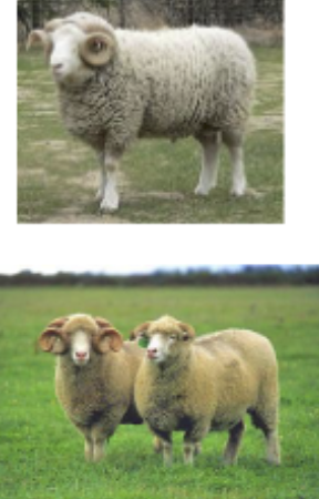 <p>Originated in southern england, original founder for polled dorset breed, sex influenced horns</p>