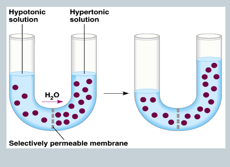 <p>The movement of water from an area of higher to lower concentration. </p>