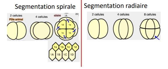 <ul><li><p>est la segmentation en spirale de leur cellule œuf. les cellules filles sont décalés ds le sens horaire ou anti-horaire</p></li></ul>