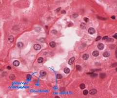 <p>really tiny hairlike extensions that increase surface area (smaller than cilia)</p>