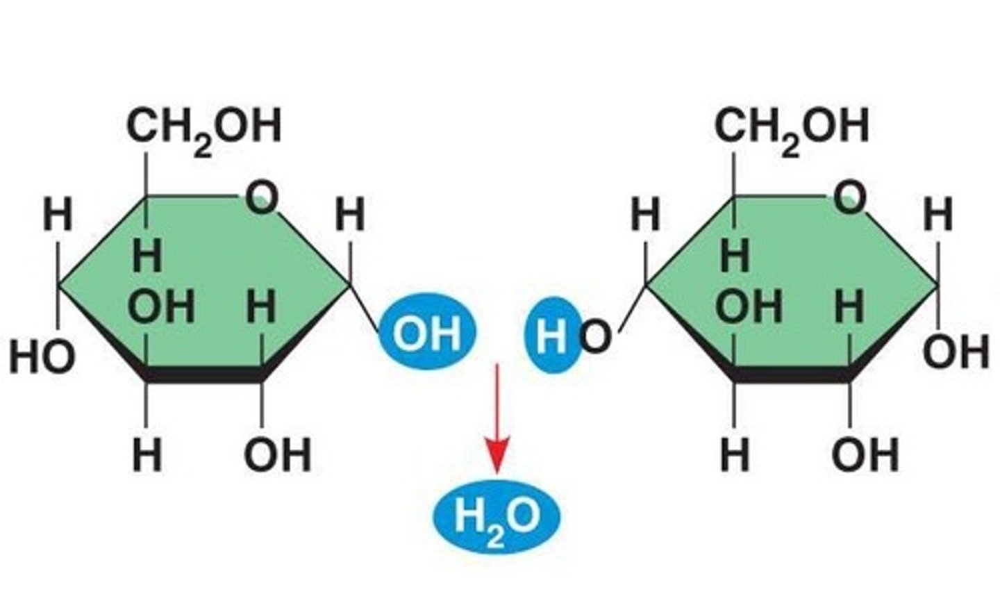 <p>Glycosidic linkage is formed during the synthesis of maltose and sucrose.</p>