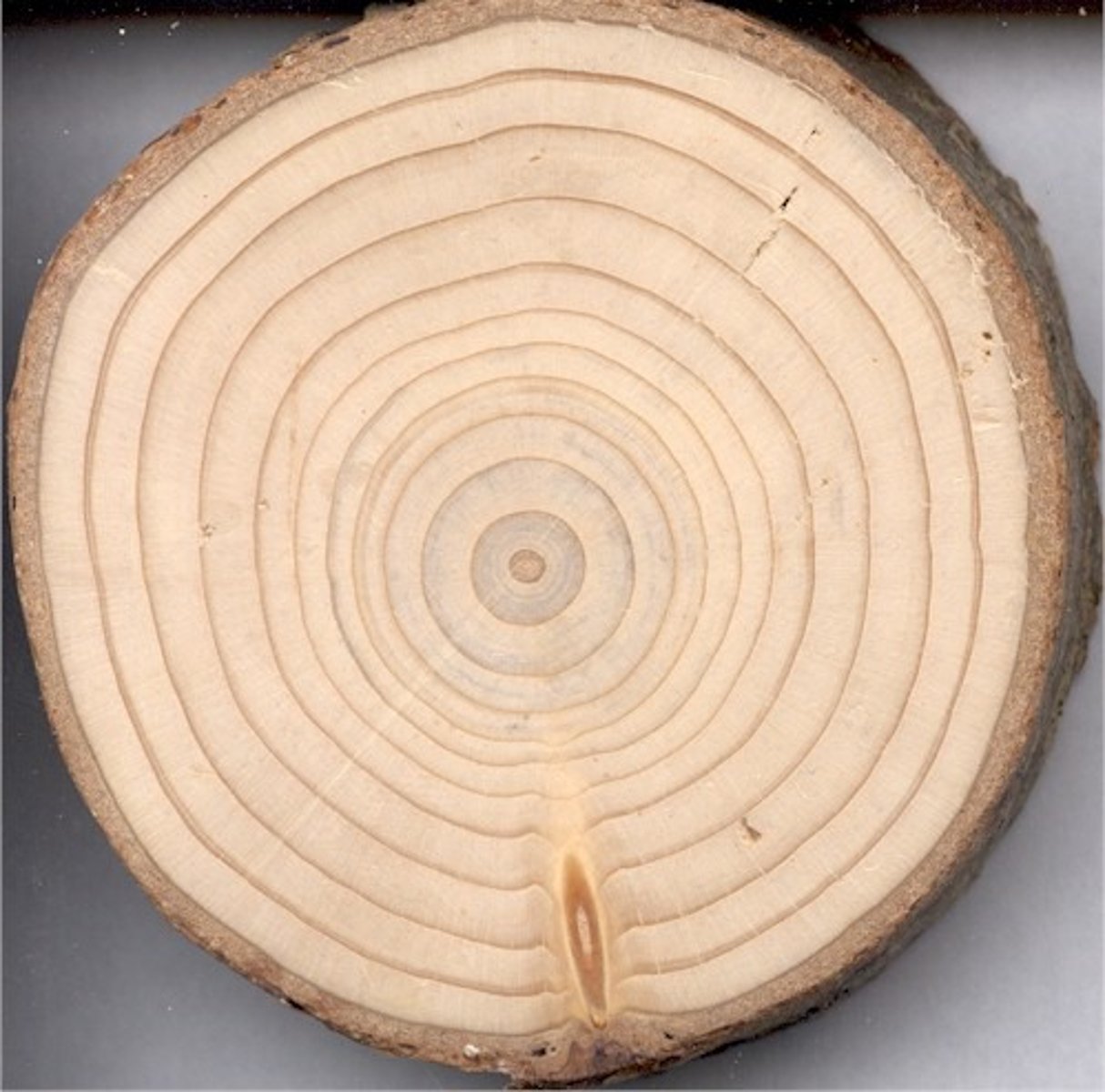 <p>Every year, a tree produces a new layer under their bark. This is called a growth ring. They are close together for hardwoods and further apart for softwoods.</p>