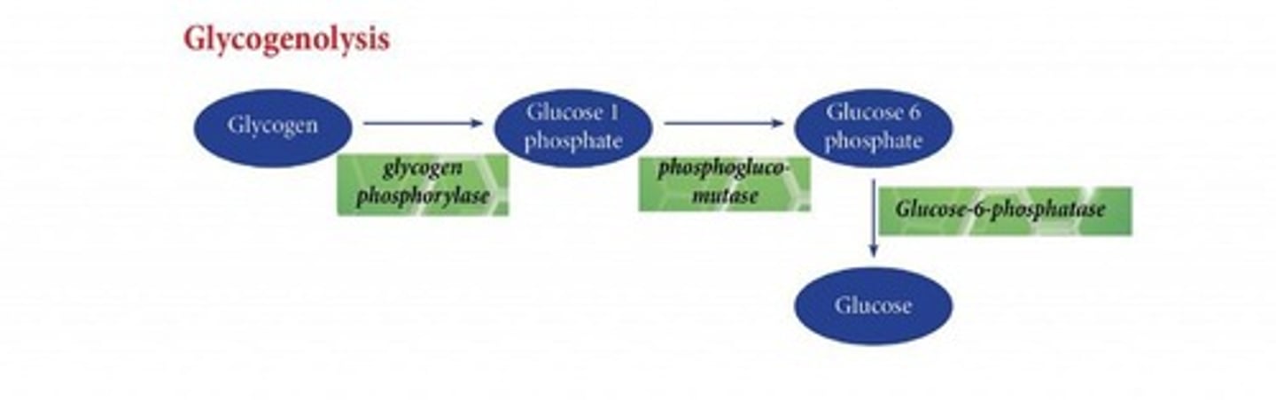 <p>Breakdown of glycogen to glucose.</p>
