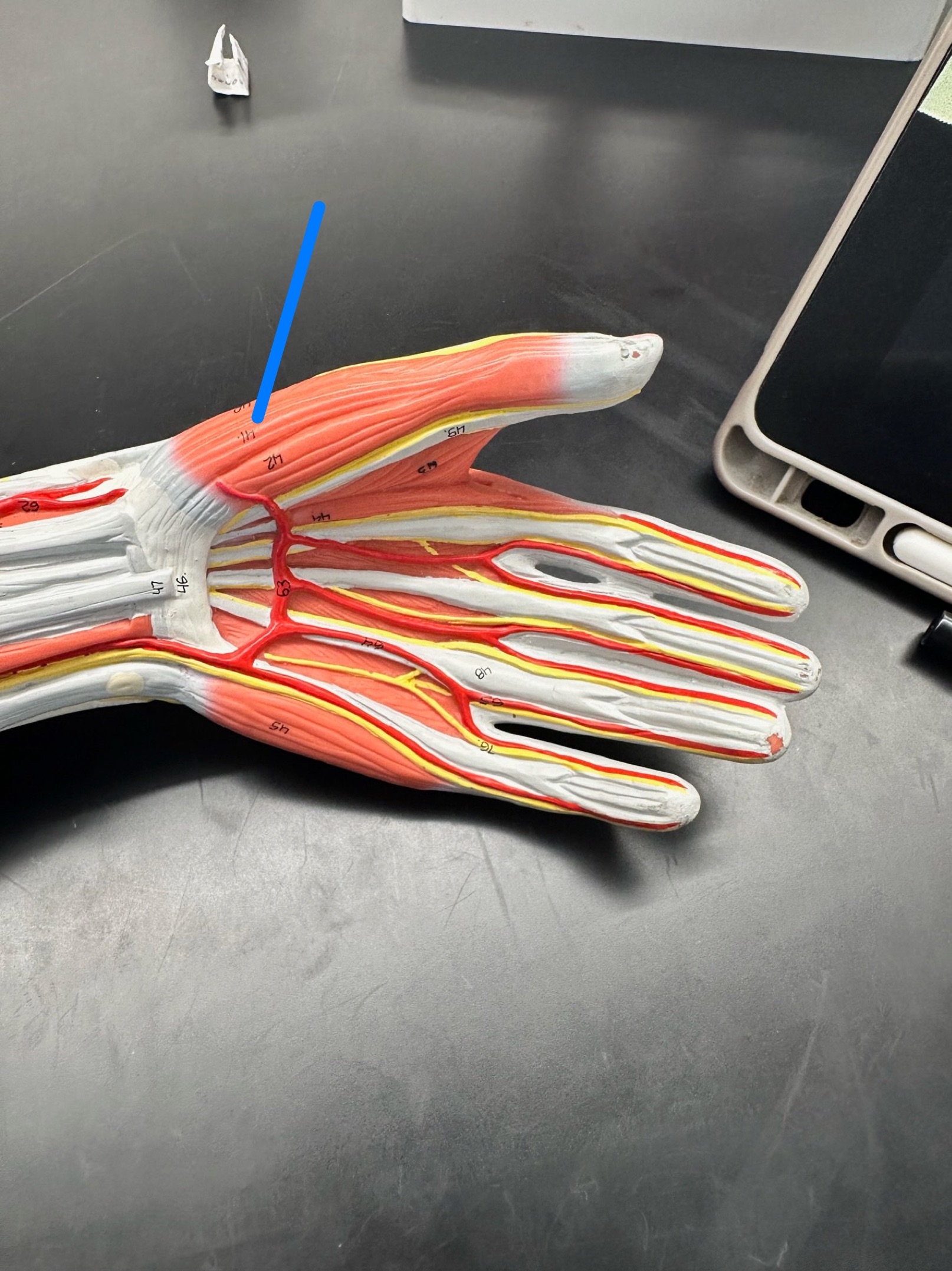 <p>ID muscle</p>