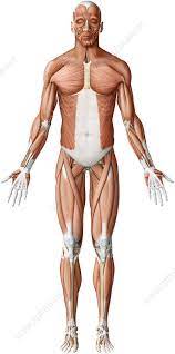 <p>Anterior </p>