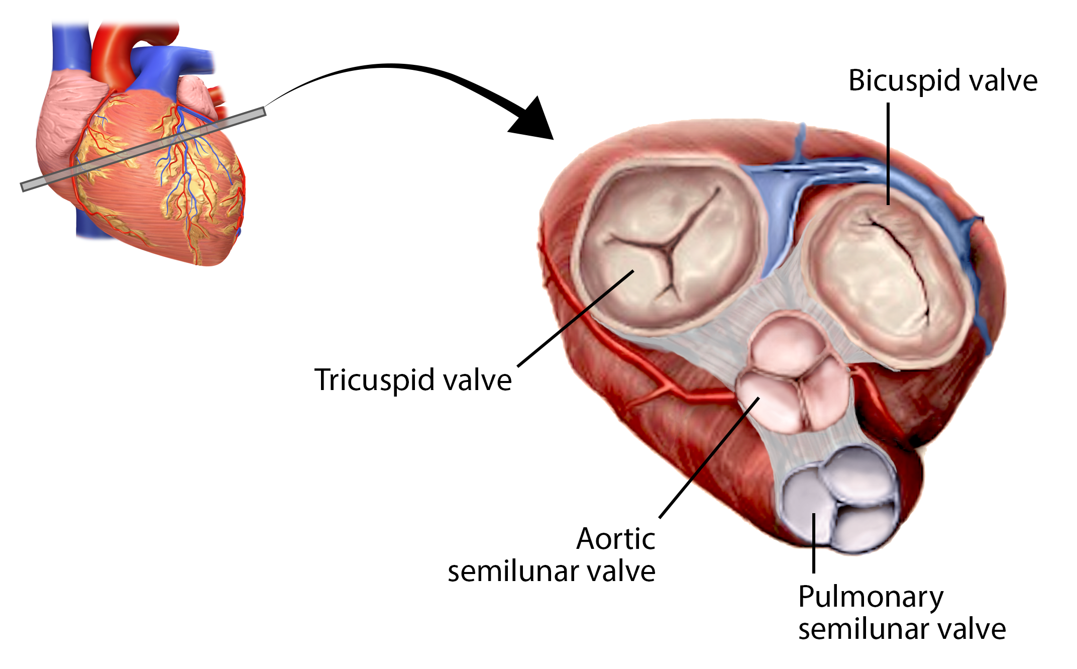 <p>Prevents blood return from aorta into left ventricle. </p><ul><li><p>prevents backflow from aorta into left ventricle. </p></li></ul><p></p>