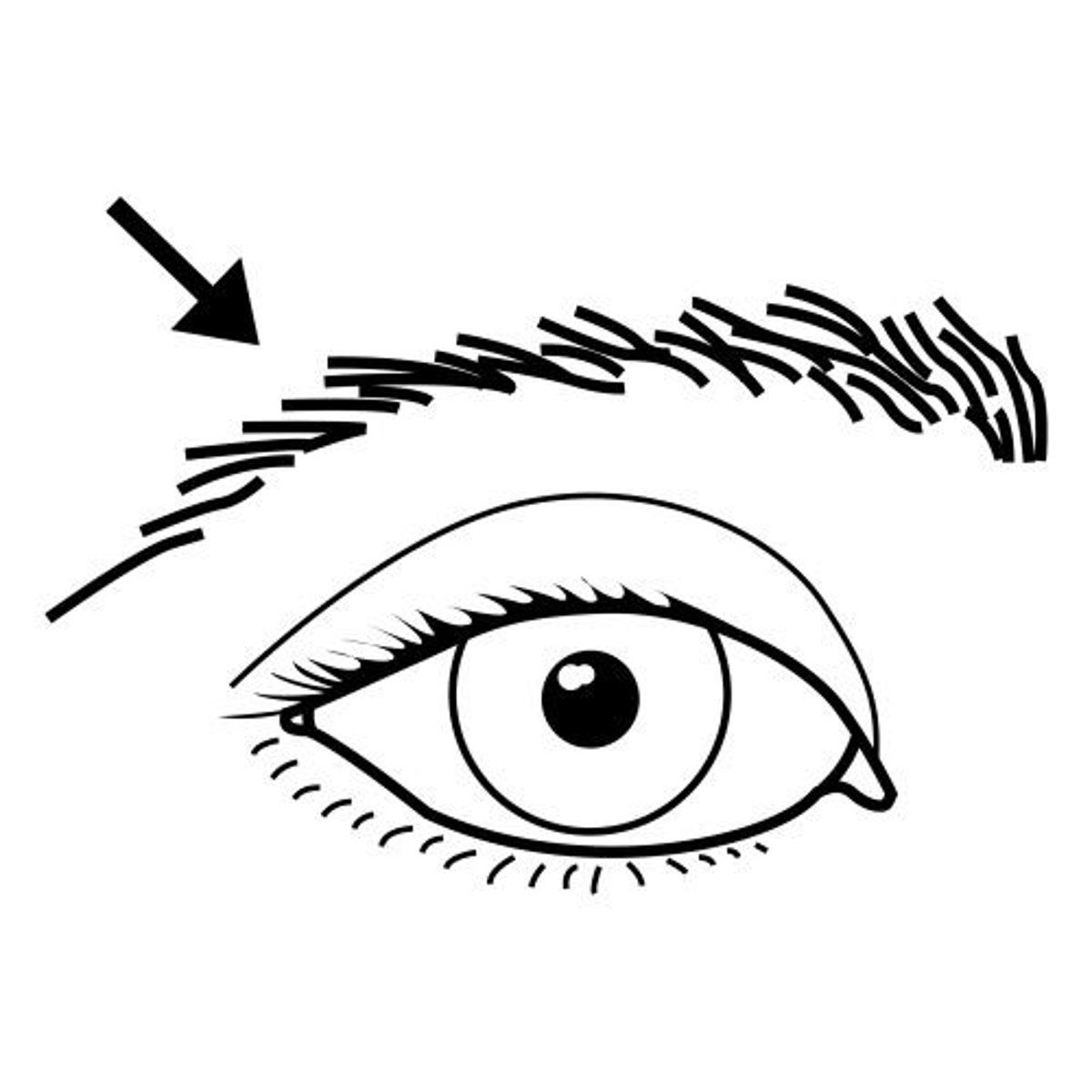 <p>eyebrows</p>