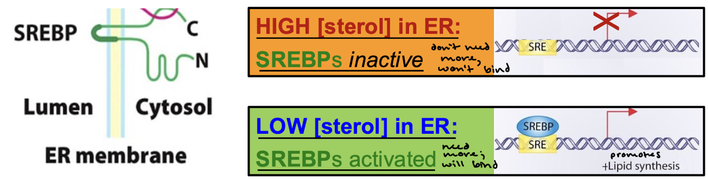 <p>The transcriptional activation domain of SREBP must me liberated from the membrane by cleavage (catalyzed by proteases) and the transcriptional activation domain is transported to the nucleus where it binds the serum response element (SRE) region of the gene.</p>