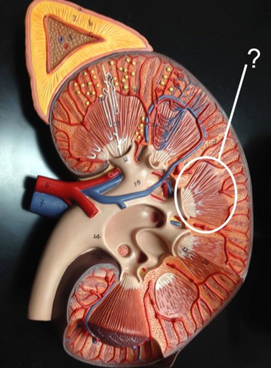 <p>Name this triangular structure</p>
