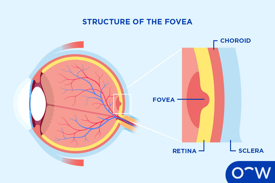 <p><span>What part of the retina sees the sharpest detail?</span></p>