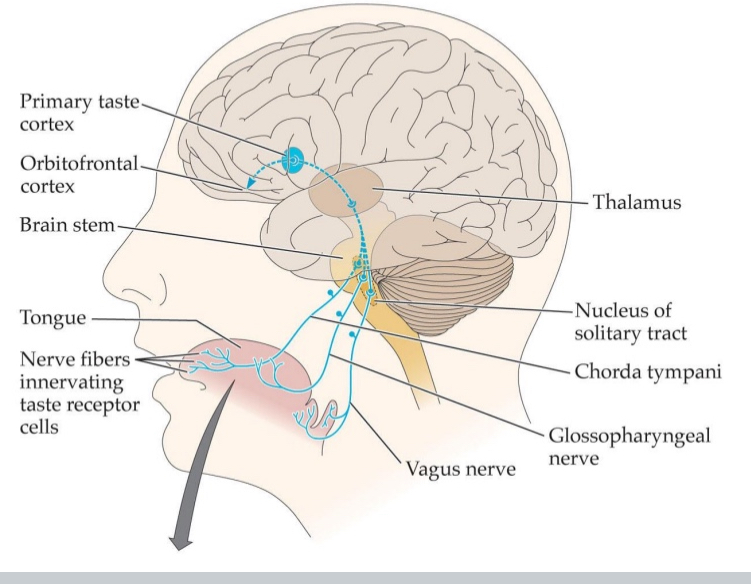 <ul><li><p>Facial nerve/chorda tympani (VII), glossopharyngeal nerve (IX), vagus nerve (X)</p></li><li><p>Gustatory information travels through medulla and thalamus to cortex</p></li><li><p>Primary cortical processing area for taste: Insular cortex</p></li><li><p>Orbitofrontal cortex: Receives projections from insular cortex</p></li><li><p>Some orbitofrontal neurons are multimodal</p></li></ul><p></p>