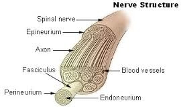 <p>bundled axons that form neural "cables" connecting the central nervous system with muscles, glands, and sense organs.</p>