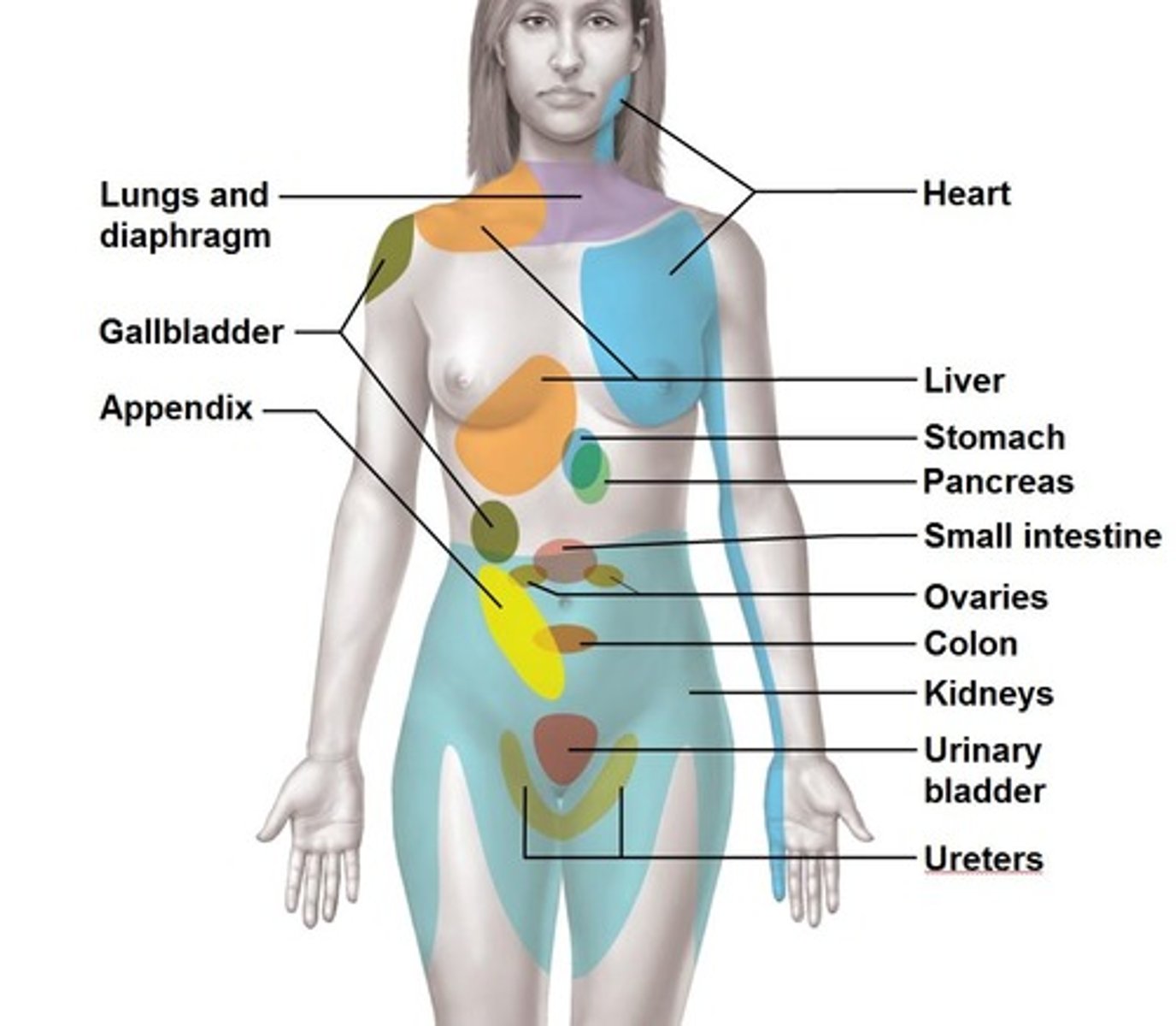 <p>1)Pain stimuli arising from the viscera are perceived as somatic in origin</p><p>2)This may be due to the fact that visceral pain afferents travel along the same pathways as somatic pain fibers</p>