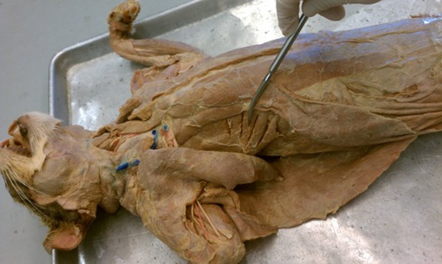 knowt flashcard image