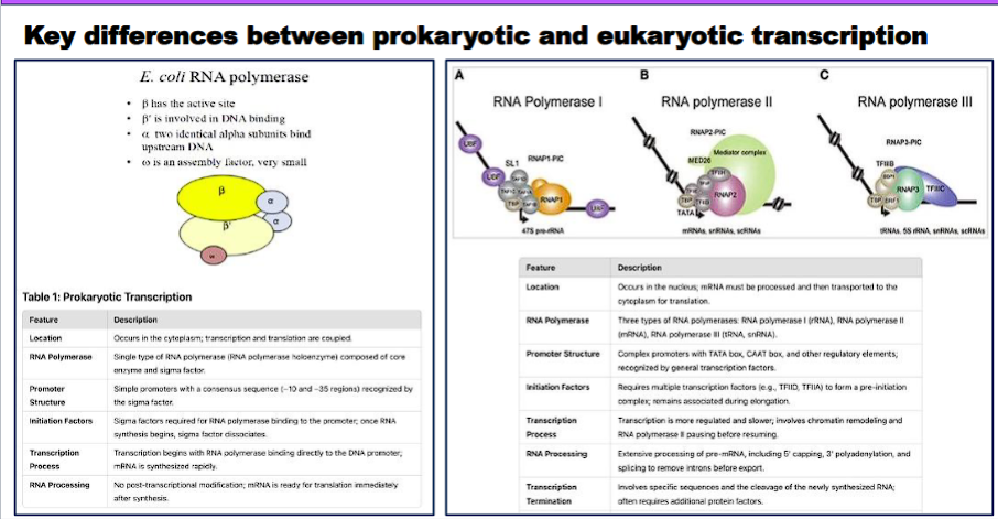 <ul><li><p>Compare the key differences between prokaryotic and eukaryotic transcription (gene organization/structure, location of specific events, families of promoters, coupling of translation).</p></li></ul><p></p>
